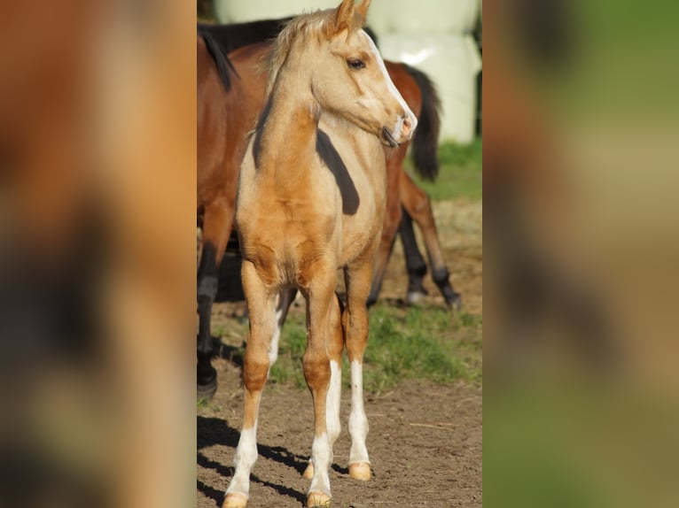 Poney de selle allemand Jument Poulain (05/2025) Palomino in Merzen