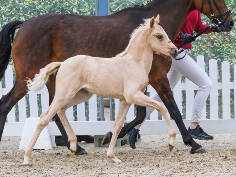 Poney de selle allemand Jument Poulain (04/2026) Palomino in Mnster-Handorf