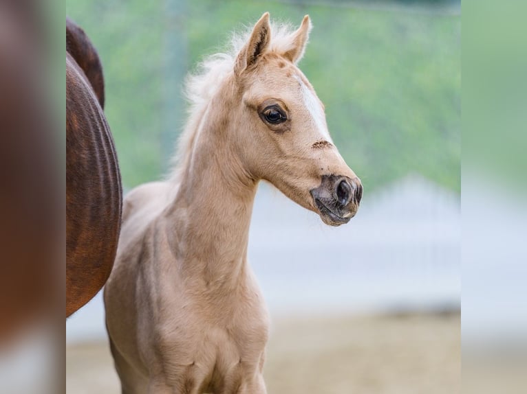Poney de selle allemand Jument Poulain (04/2026) Palomino in Mnster-Handorf