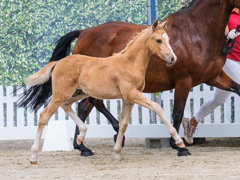Poney de selle allemand Jument Poulain (05/2026) Palomino in Mnster-Handorf