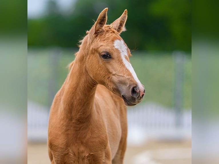 Poney de selle allemand Jument Poulain (05/2026) Palomino in Mnster-Handorf