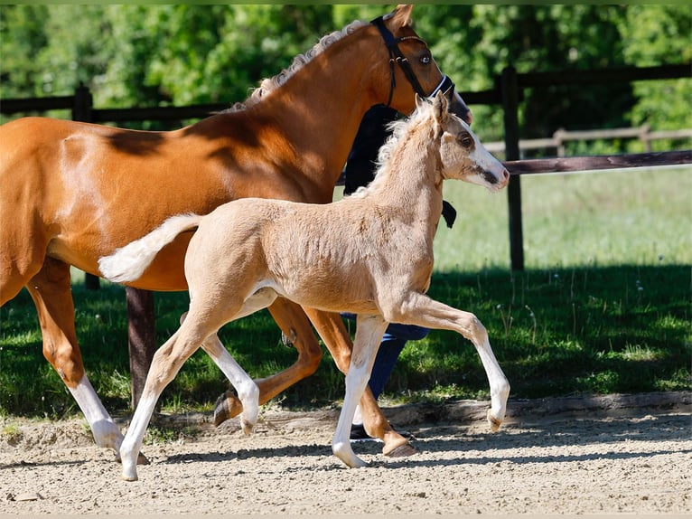 Poney de selle allemand Jument  Palomino in Paderborn