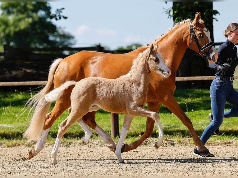 Poney de selle allemand Jument  Palomino in Paderborn