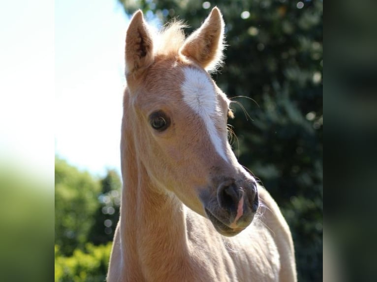 Poney de selle allemand Jument  Palomino in Ritterhude