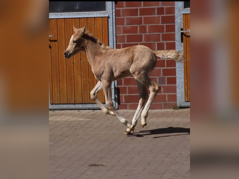 Poney de selle allemand Jument  Palomino in Ritterhude