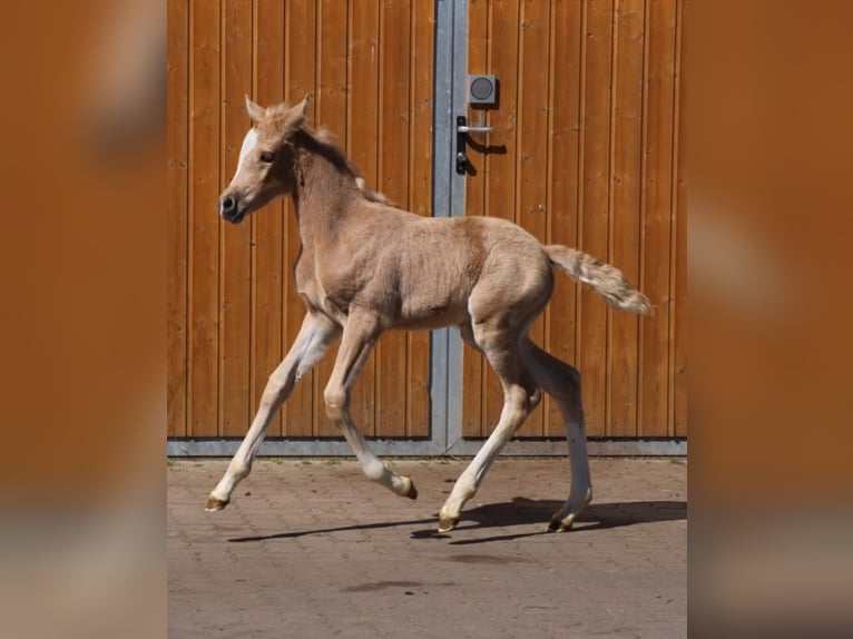 Poney de selle allemand Jument  Palomino in Ritterhude