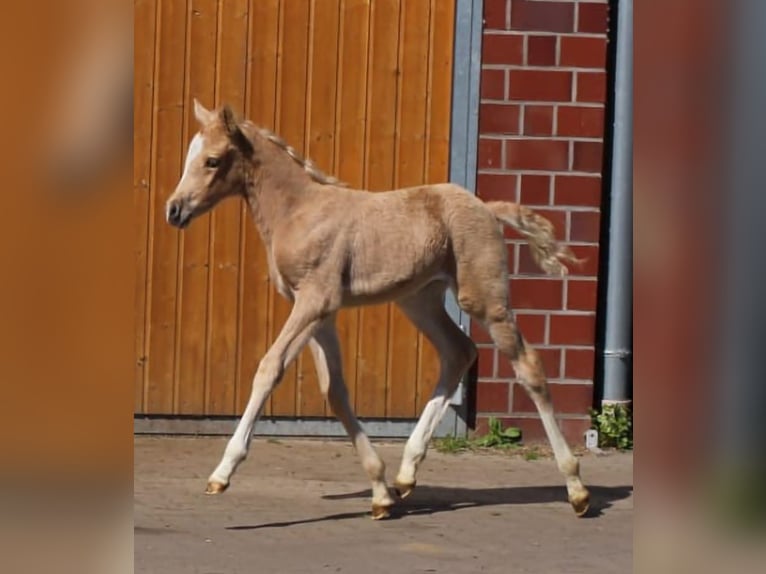 Poney de selle allemand Jument  Palomino in Ritterhude