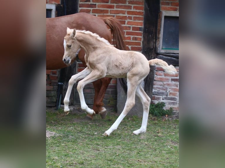 Poney de selle allemand Jument  Palomino in Ritterhude