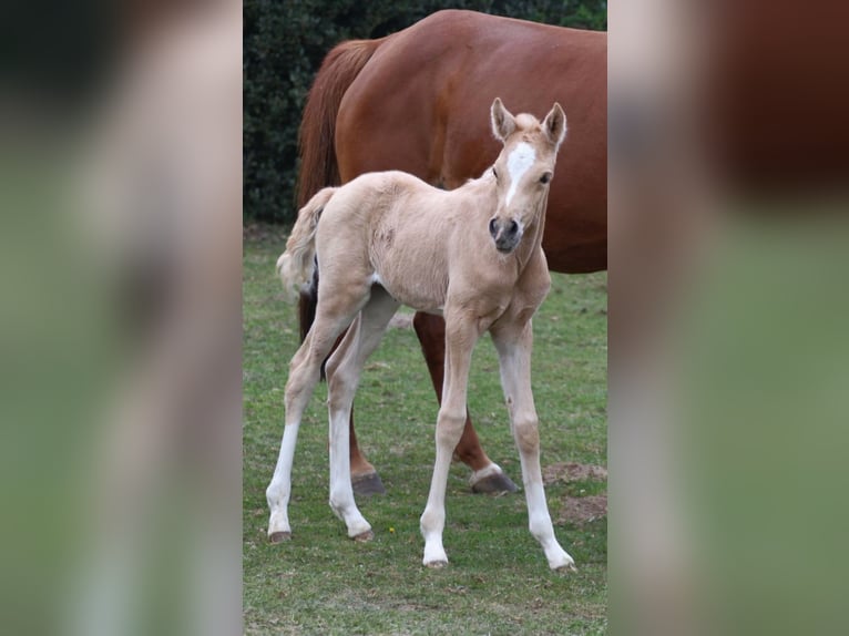 Poney de selle allemand Jument  Palomino in Ritterhude