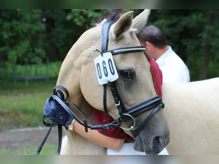 Poney de selle allemand Jument Poulain (06/2025) Palomino in Bismark (Altmark)