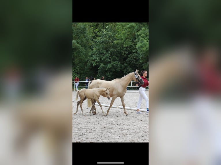 Poney de selle allemand Jument Poulain (06/2025) Palomino in Bismark (Altmark)