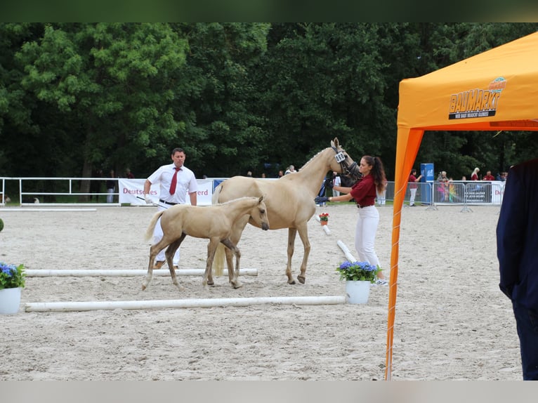 Poney de selle allemand Jument Poulain (06/2025) Palomino in Bismark (Altmark)