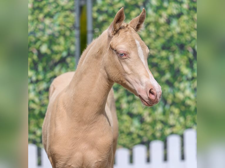 Poney de selle allemand Jument Poulain (03/2026) Perlino in Mnster-Handorf