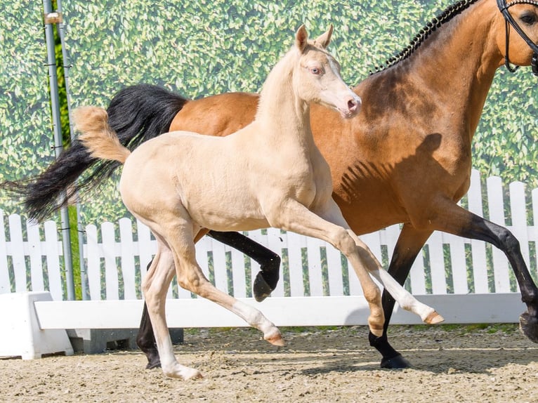 Poney de selle allemand Jument Poulain (03/2026) Perlino in Mnster-Handorf