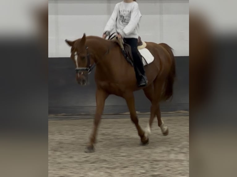 Poney de selle autrichien Croisé Hongre 6 Ans 150 cm Alezan in Nettetal