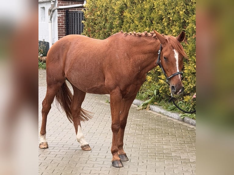 Poney de selle autrichien Croisé Hongre 6 Ans 150 cm Alezan in Nettetal