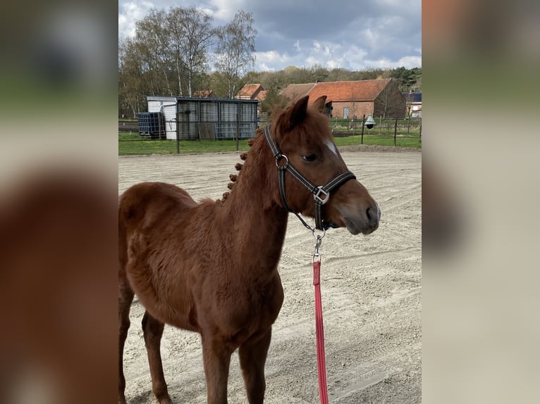 Poney de selle belge Étalon 1 Année 126 cm  in GROTE-BROGEL