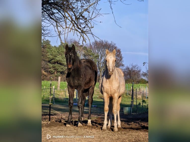 Poney de selle belge Étalon 1 Année 145 cm Palomino in Selfkant