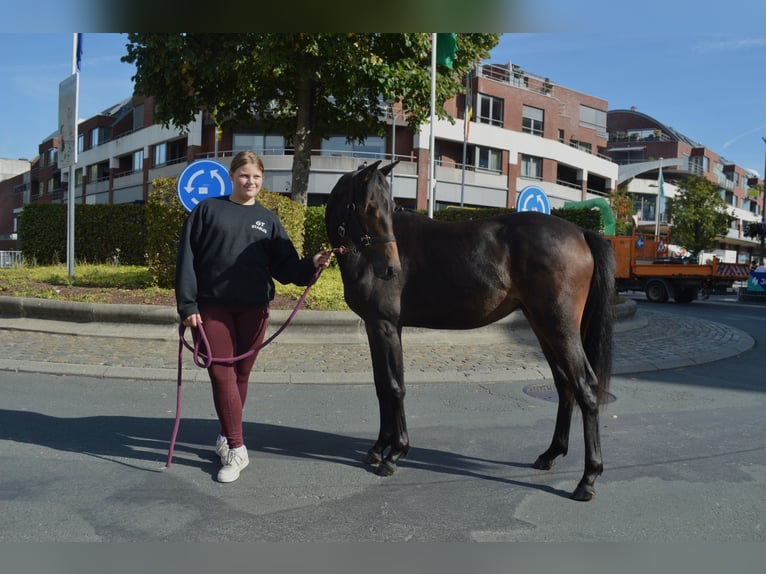 Poney de selle belge Étalon 1 Année 148 cm Bai brun in Nederhasselt Poney de selle belge Étalon 1 Année 148 cm Bai brun in Nederhasselt