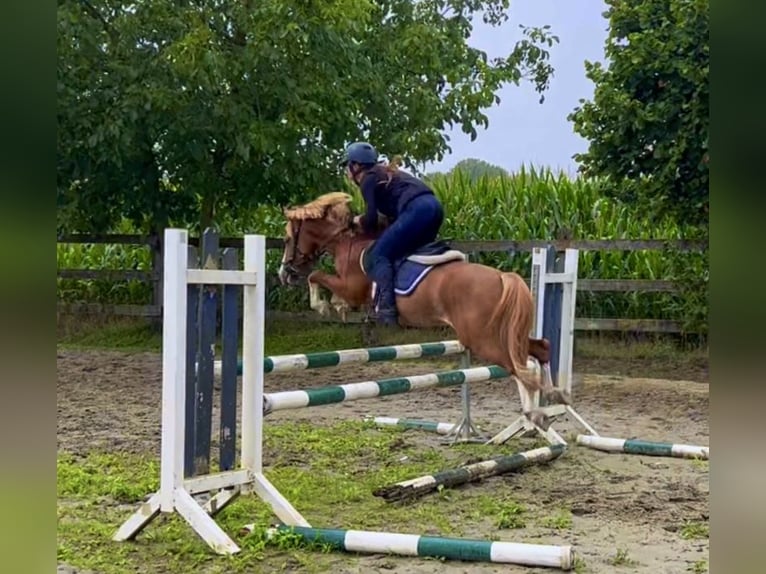 Poney de selle belge Étalon 3 Ans 126 cm Alezan in GROTE-BROGEL