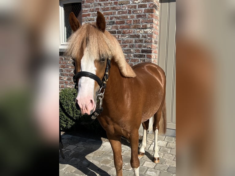 Poney de selle belge Étalon 3 Ans 126 cm Alezan in GROTE-BROGEL