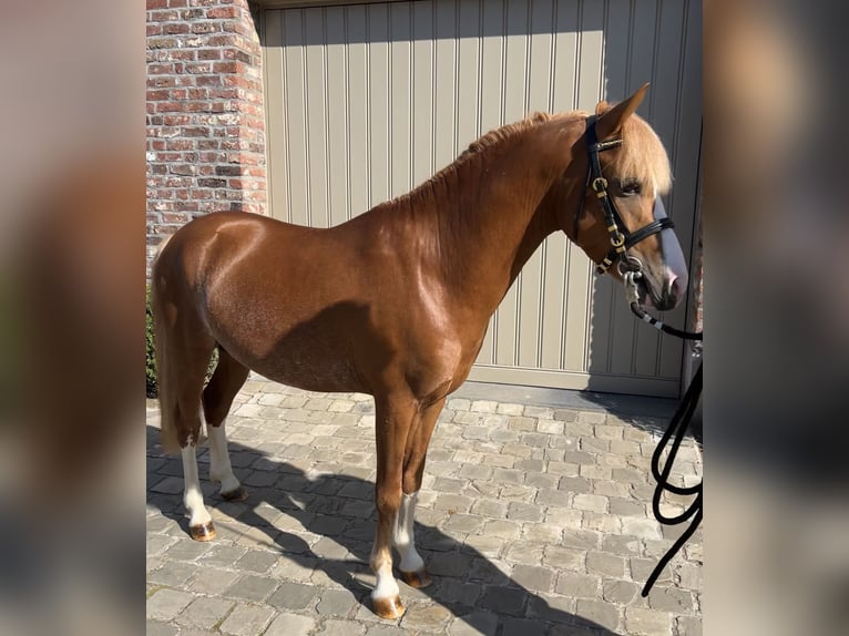 Poney de selle belge Étalon 3 Ans 126 cm Alezan in GROTE-BROGEL