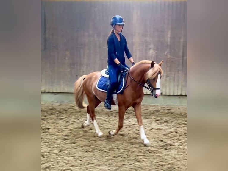Poney de selle belge Étalon 3 Ans 126 cm Alezan in GROTE-BROGEL