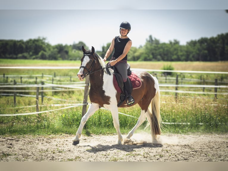 Poney de selle belge Étalon 3 Ans 142 cm  in Chailly-en-Gâtinais