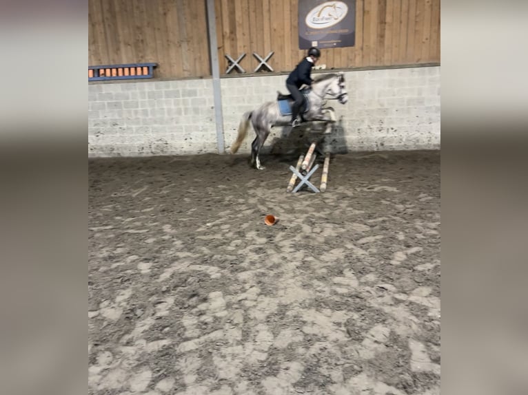 Poney de selle belge Étalon 3 Ans 142 cm Gris in Agimont