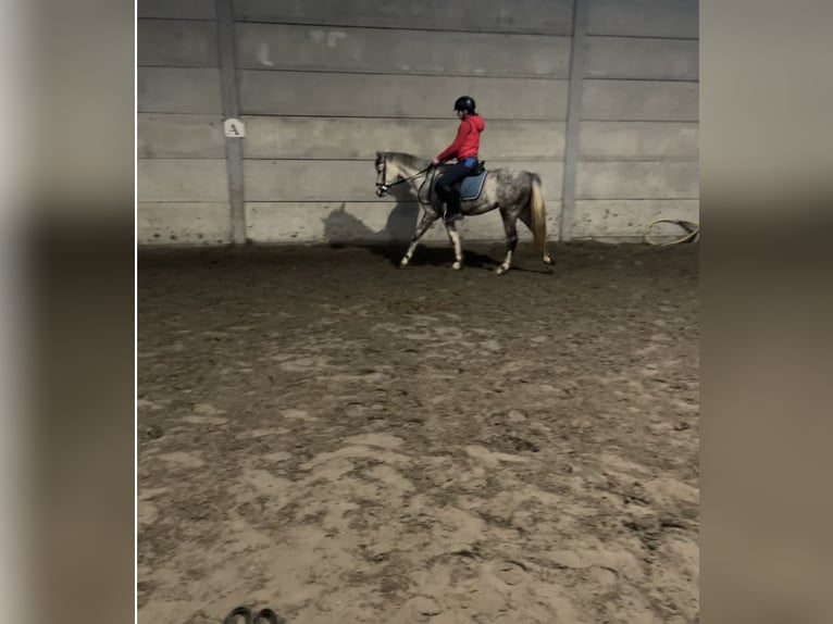 Poney de selle belge Étalon 3 Ans 142 cm Gris in Agimont