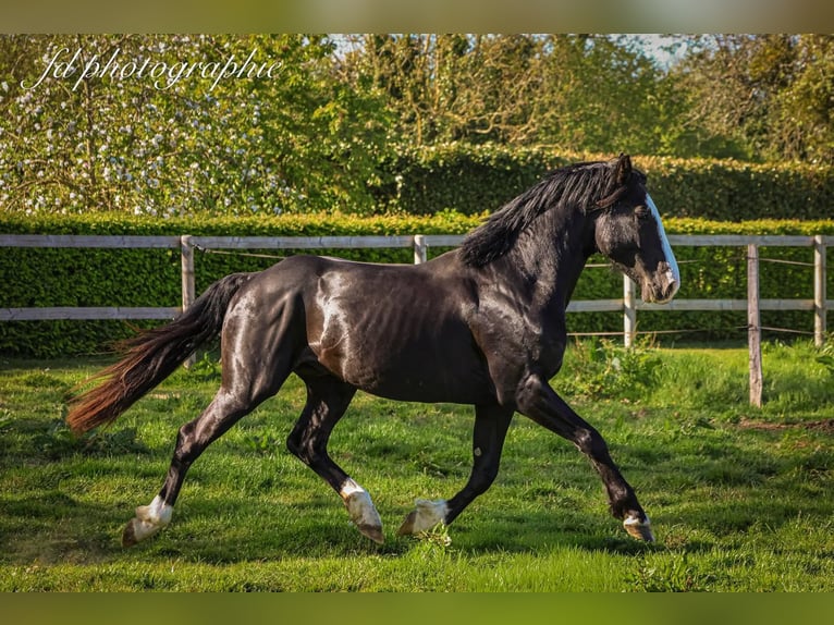 Poney de selle belge Étalon 4 Ans 148 cm Noir in Blangy-le-Château