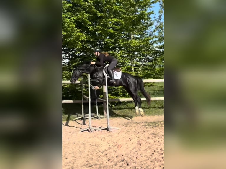 Poney de selle belge Étalon 4 Ans 148 cm Noir in Blangy-le-Château