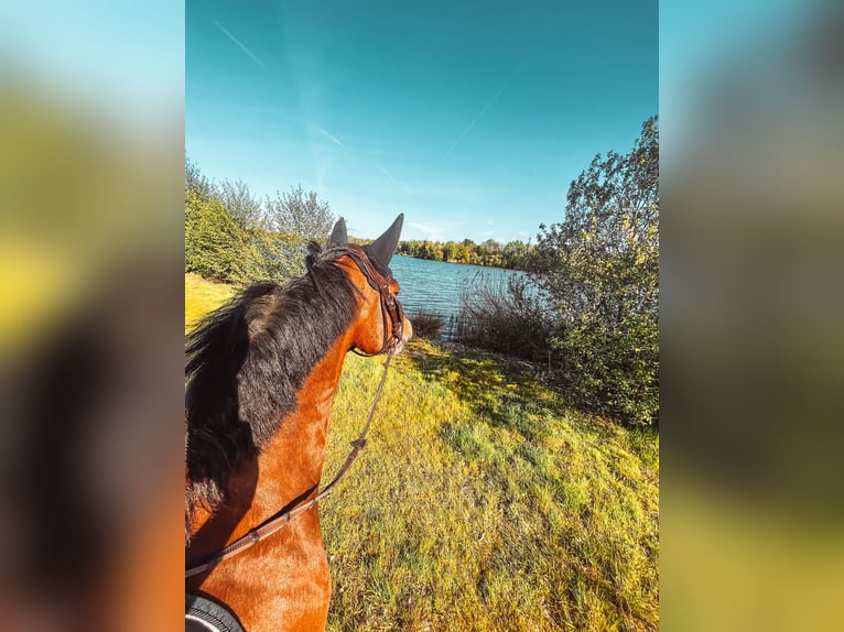 Poney de selle belge Étalon 9 Ans 154 cm Bai in Castenray