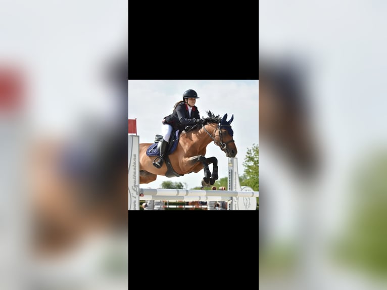 Poney de selle belge Étalon 9 Ans in Montpellier