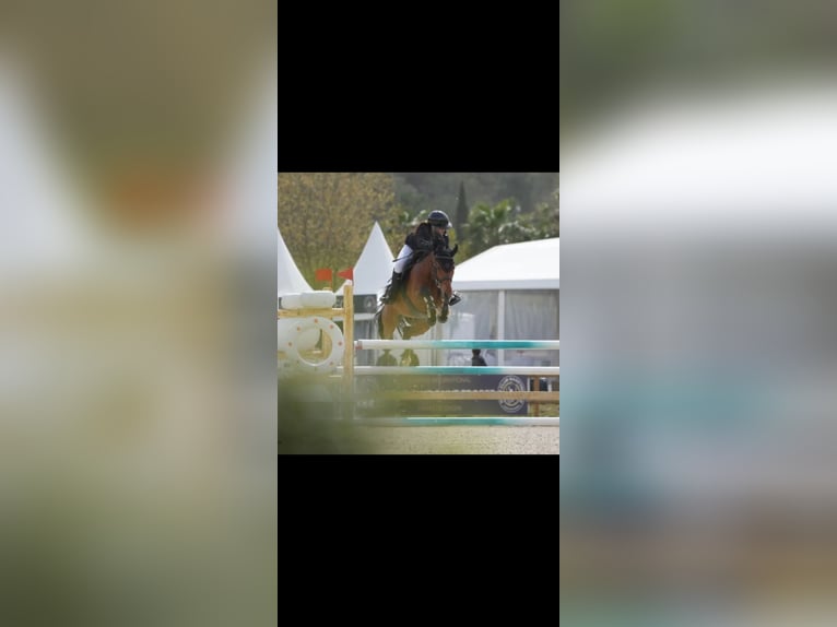 Poney de selle belge Étalon 9 Ans in Montpellier