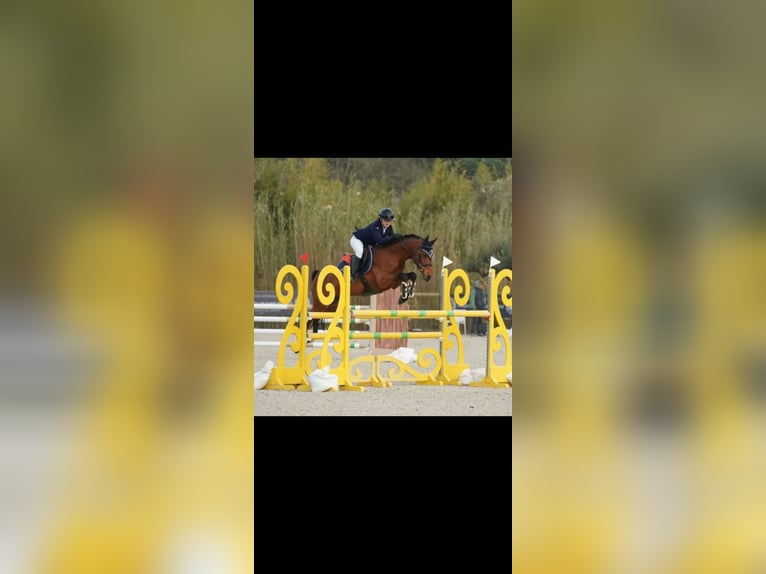 Poney de selle belge Étalon 9 Ans in Montpellier