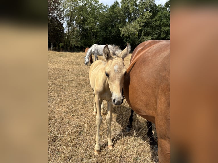 Poney de selle belge Étalon Poulain (06/2026) 145 cm Palomino in Hasselt
