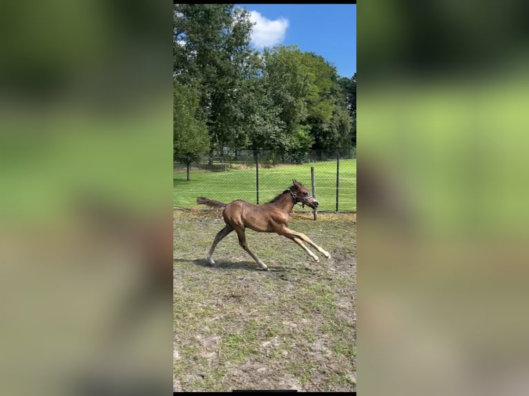 Poney de selle belge Étalon Poulain (06/2024) 148 cm Bai brun foncé in Mol