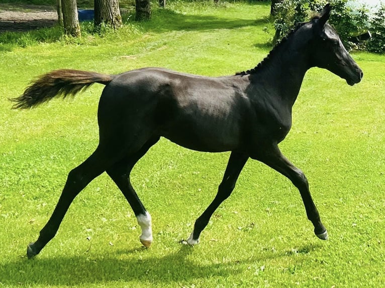 Poney de selle belge Étalon Poulain (04/2024) 148 cm Noir in peer