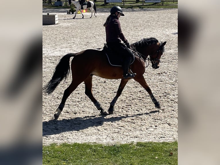 Poney de selle belge Hongre 10 Ans 148 cm Bai in Hückelhoven