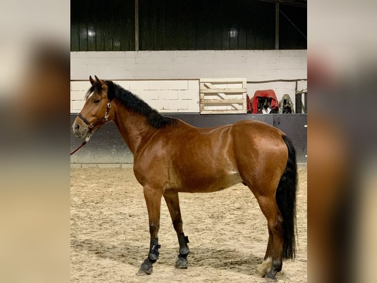 Poney de selle belge Hongre 10 Ans 148 cm Bai in Hückelhoven