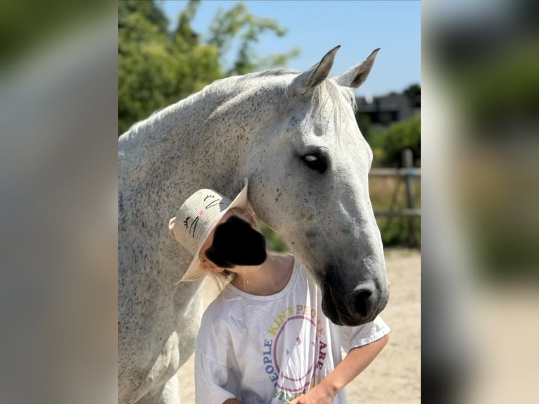 Poney de selle belge Hongre 10 Ans 148 cm Gris in Pulheim