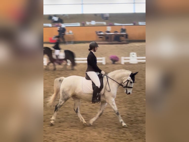Poney de selle belge Hongre 10 Ans 148 cm Gris in Pulheim