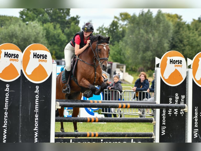 Poney de selle belge Hongre 12 Ans 147 cm Bai in stekene