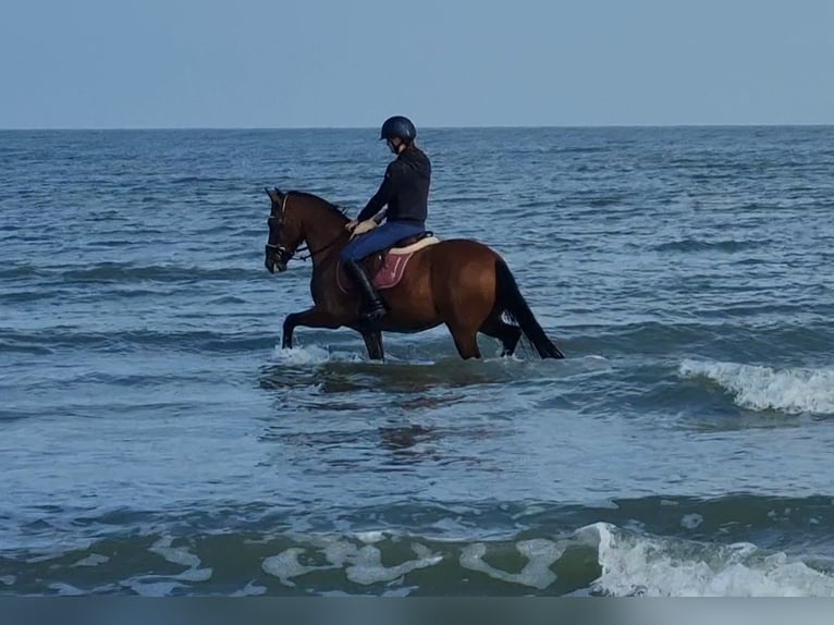 Poney de selle belge Hongre 13 Ans 147 cm Bai in stekene