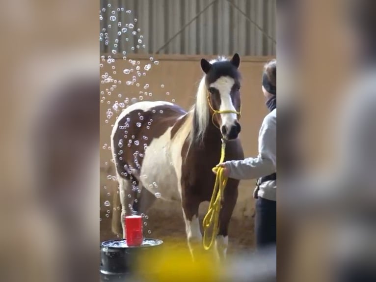 Poney de selle belge Hongre 14 Ans 141 cm Pinto in Fürth