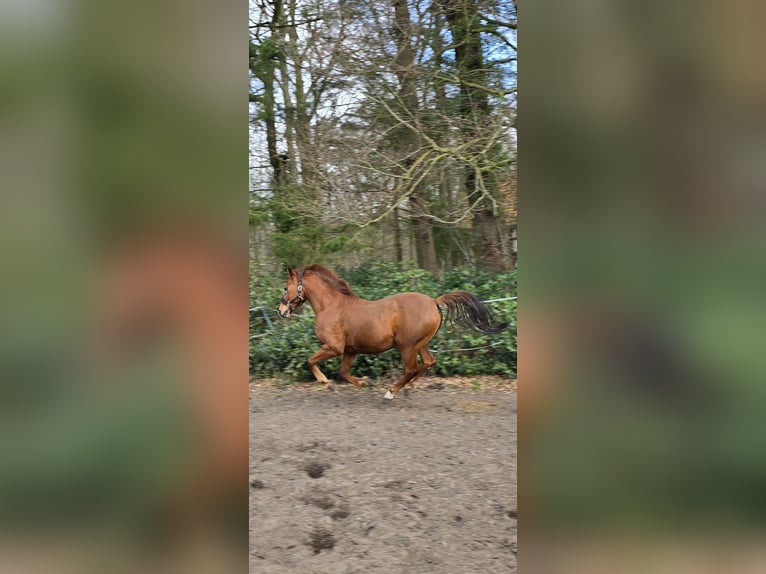 Poney de selle belge Croisé Hongre 14 Ans 155 cm Alezan in Gütersloh