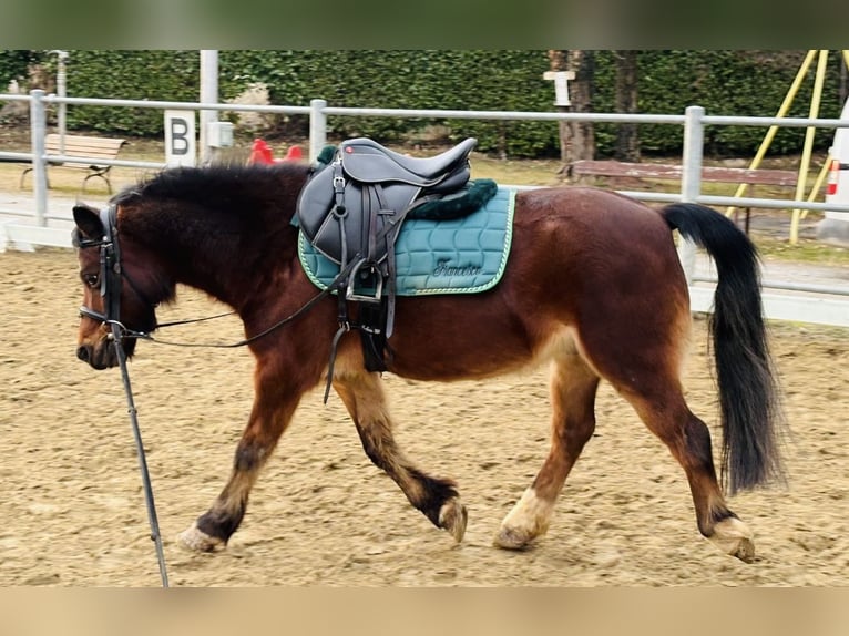 Poney de selle belge Hongre 15 Ans 122 cm Bai in Boccaleone