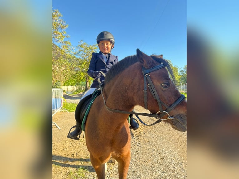 Poney de selle belge Hongre 15 Ans 122 cm Bai in Boccaleone