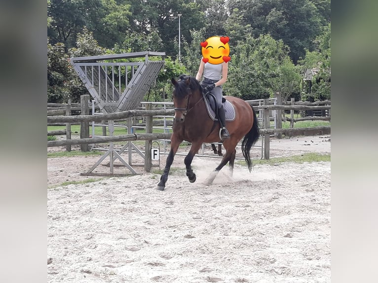 Poney de selle belge Hongre 16 Ans 148 cm Bai in Beerse